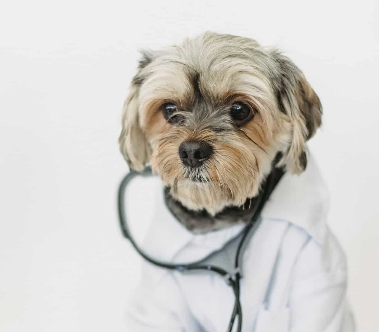 RE.DOCTOR Diagnóstico por Fotopletismografia em Animais de Estimação